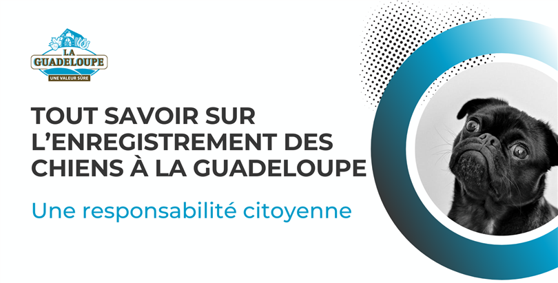 Tout savoir sur l’enregistrement des chiens à La Guadeloupe