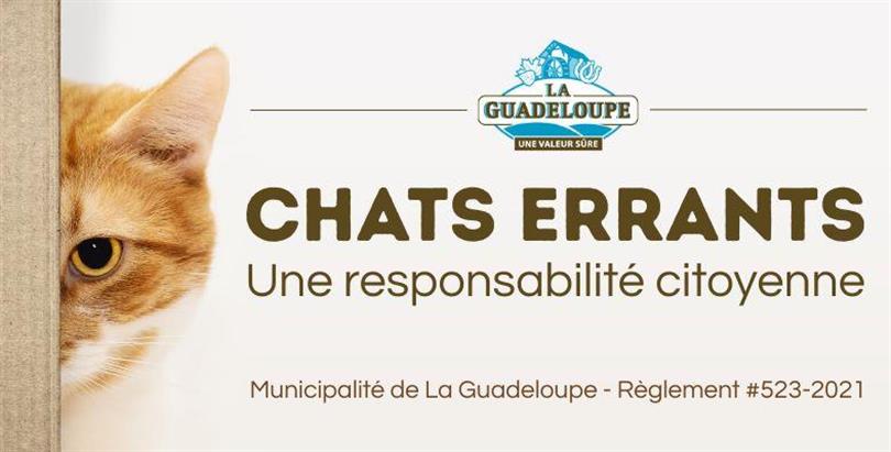 Chats errants : une responsabilité citoyenne