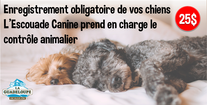 Enregistrement de vos chiens et chats